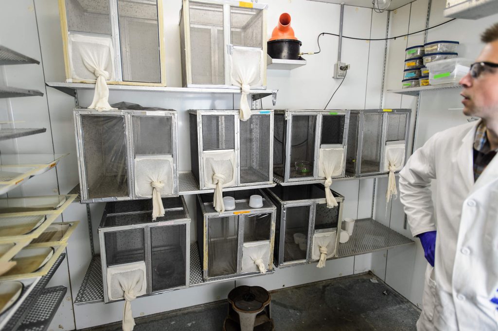 A researcher in a white lab coat and blue gloves stands in a laboratory next to several stacked mesh cages used for insect research.